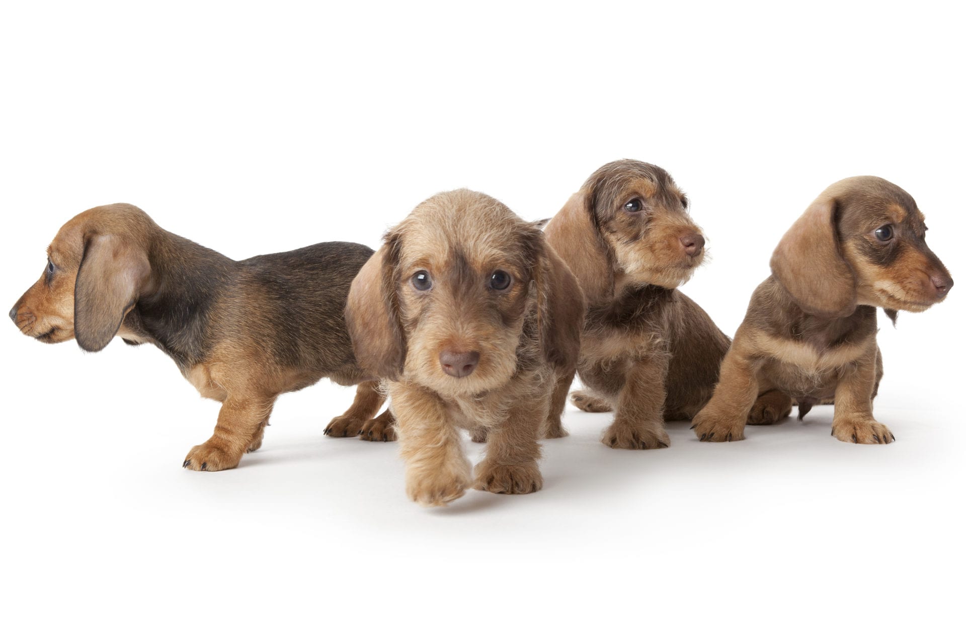 Four wire-haired dachshund puppies on white background